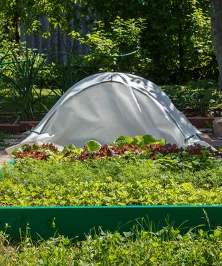 raised beds in a vegetable garden with DIY plastic covers to protect crops