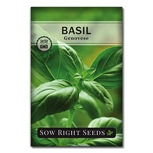 Sow Right Seeds - Genovese Sweet Basil Seed for Planting - Non-Gmo Heirloom Packet With Instructions to Plant and Grow a Kitchen Herb Garden - Indoors or Outdoor - Great for Hydroponic Gardening (1)