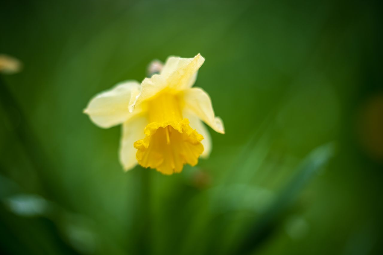 Sony FE 50-150mm f/2 G Master example shot