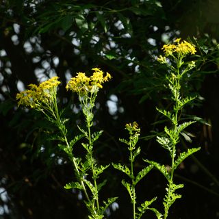 common ragwort with yellow flowers in a garden - Paul Grace Photography Somersham - GettyImages-1605643190