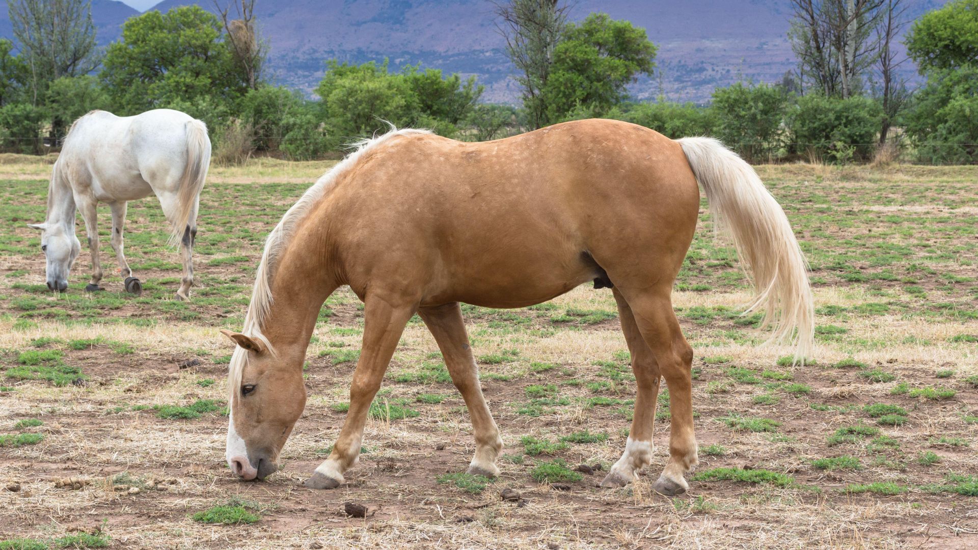 palamino grazing