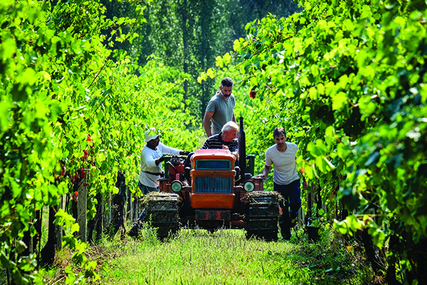 Francesco-Campanelli-on-the-back-of-the-tractor-during-harvest..jpg