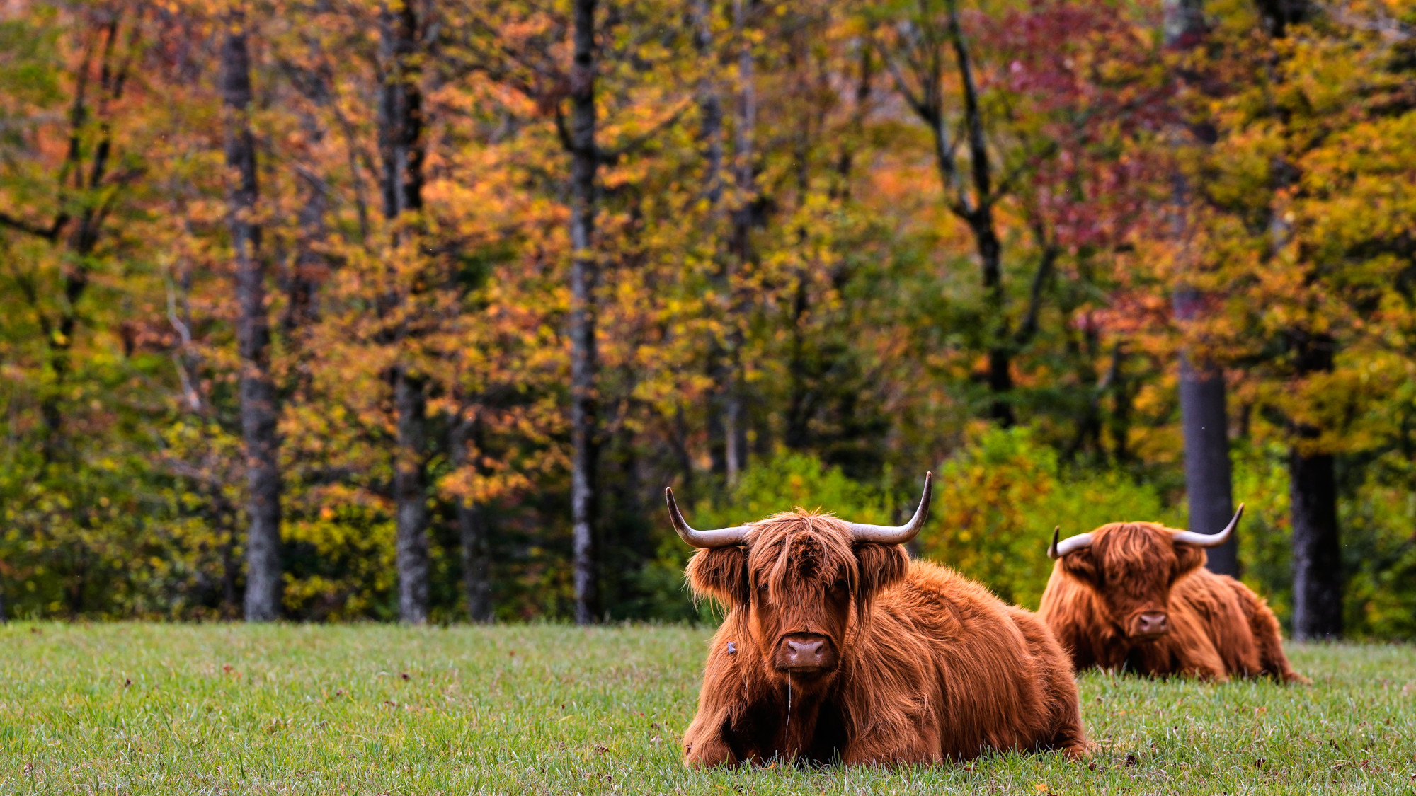 Cattle
