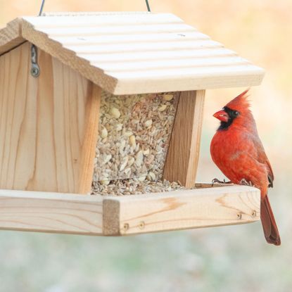 cardinal bird sitting on bird feeder in winter