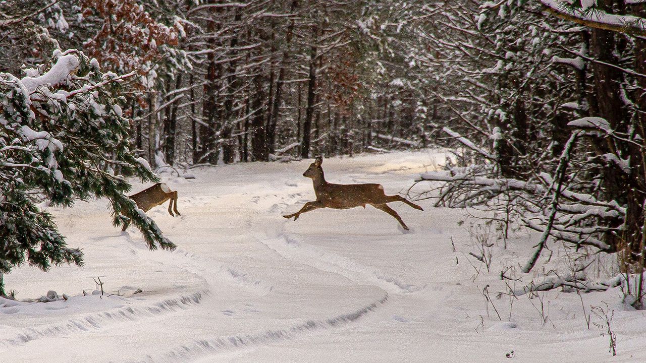 Two deer run across a snowy road in the middle of a forest.