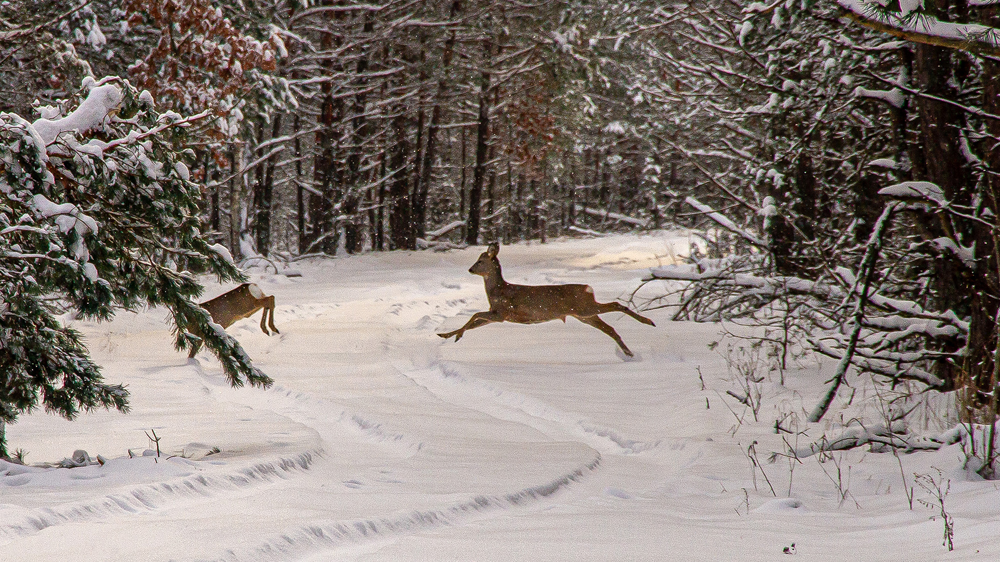 Two deer run across a snowy road in the middle of a forest. 