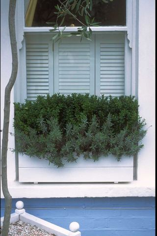 window box - front garden ideas