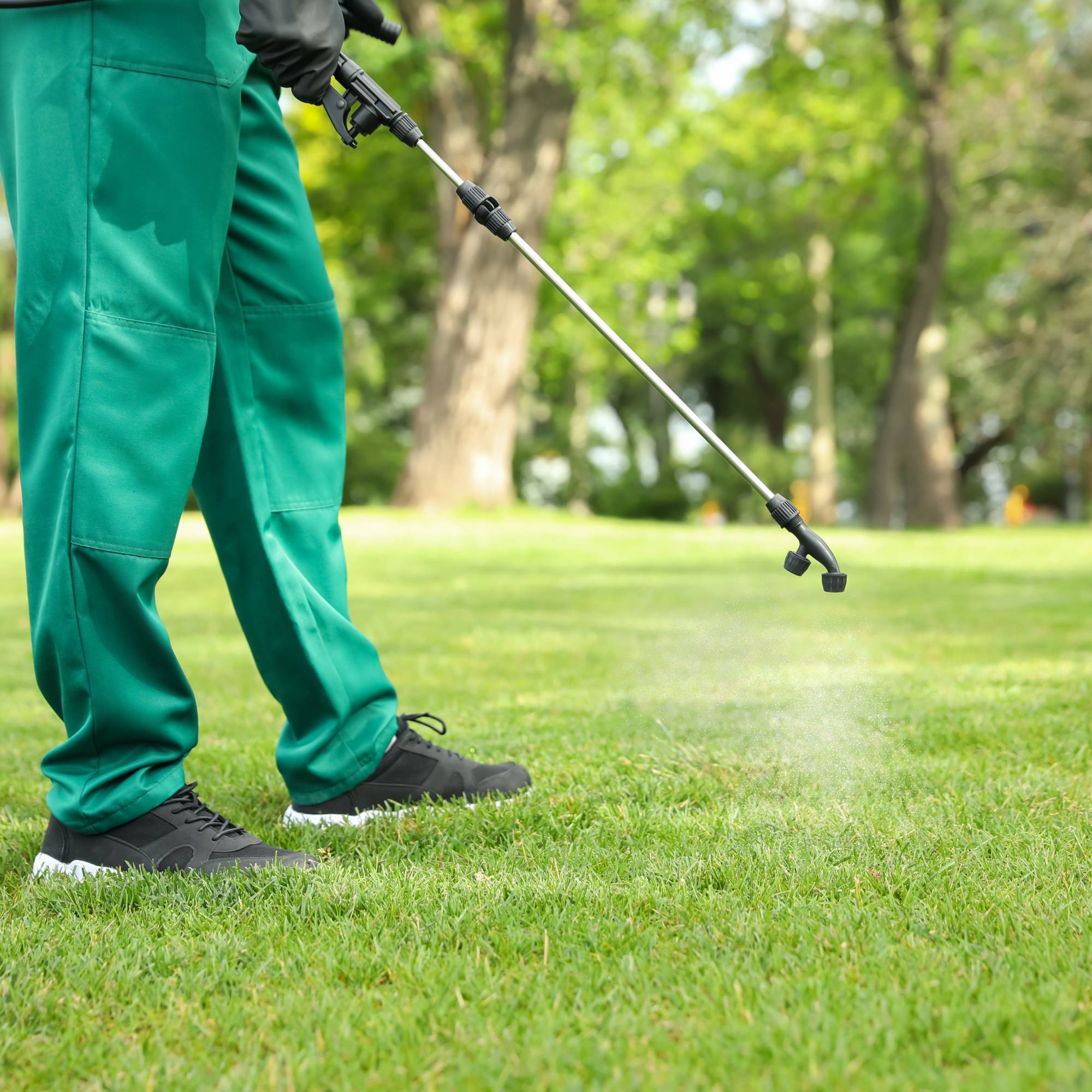 The lower half of a man in green pants spraying something on a lawn