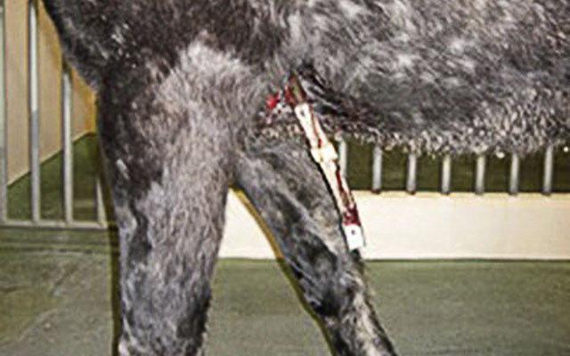 Metal electric fence post impaled in the left chest