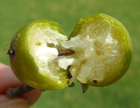 african persimmon