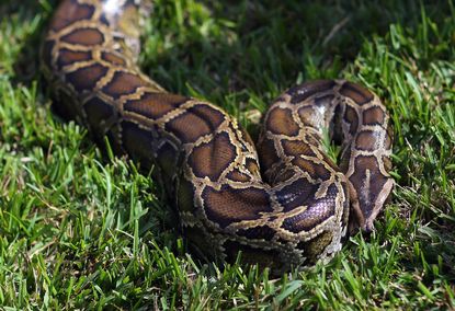 Giant python has species' first ever 'virgin birth'