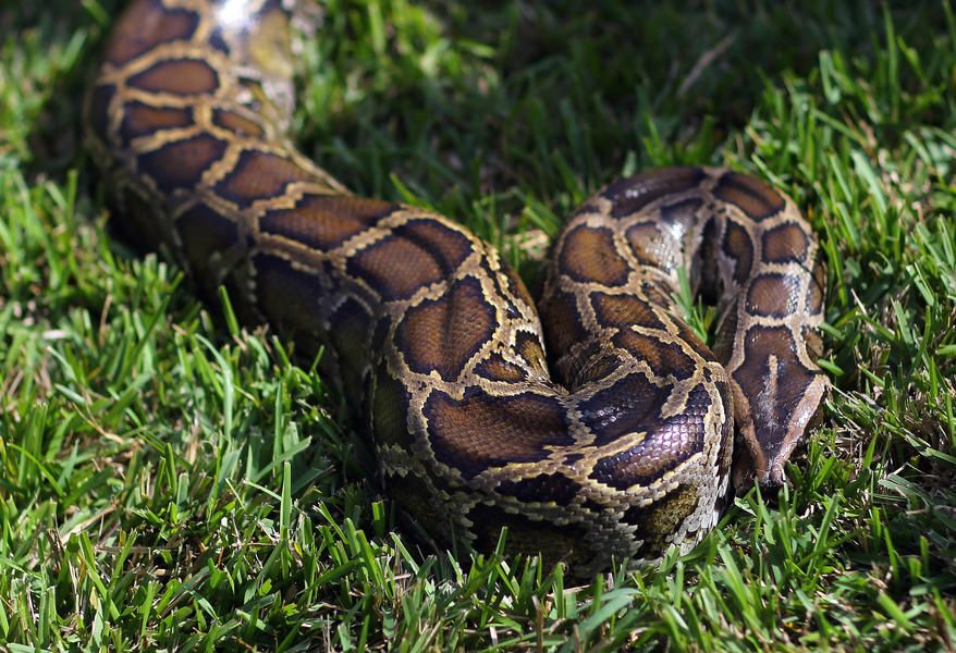 Giant python has species&amp;#039; first ever &amp;#039;virgin birth&amp;#039;