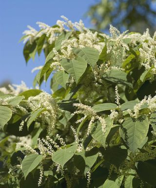 Japanese knotweed in flower