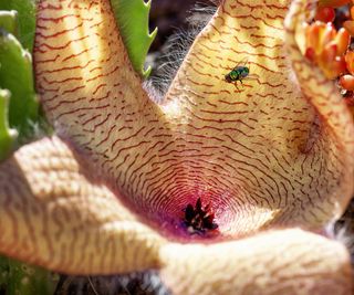 Stapelia gigantea Toad Plant