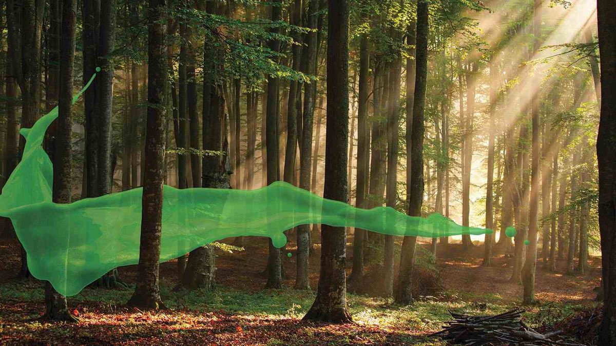 An image of a woodland with light streaming through from the top right-hand side. There is a graphic of a green coating – symbolic of Osmo&#039;s products – wrapping around some of the trees in the foreground.