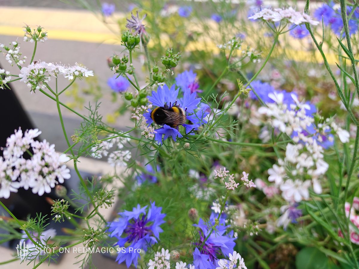 Nubia Red Magic 9S Pro camera samples