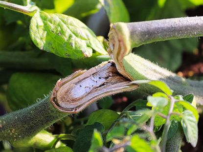 Broken Stem On Plant