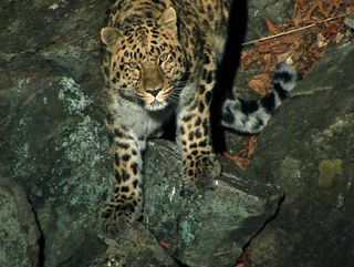 A dominant male Amur leopard.