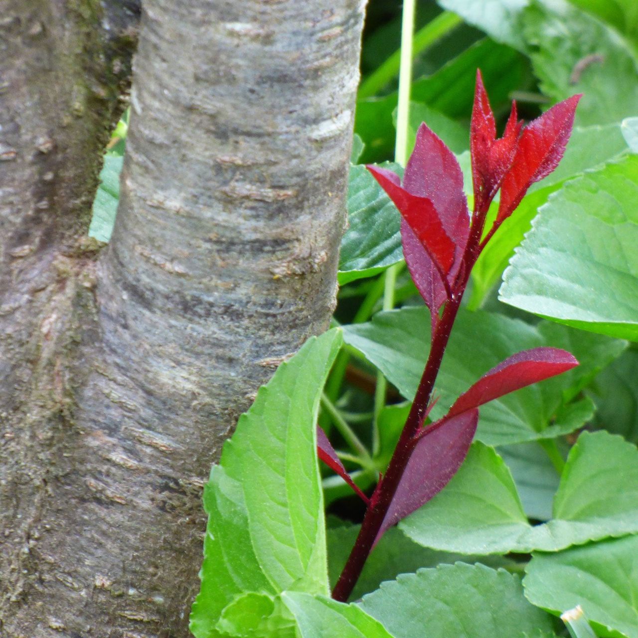 Tree And Plants