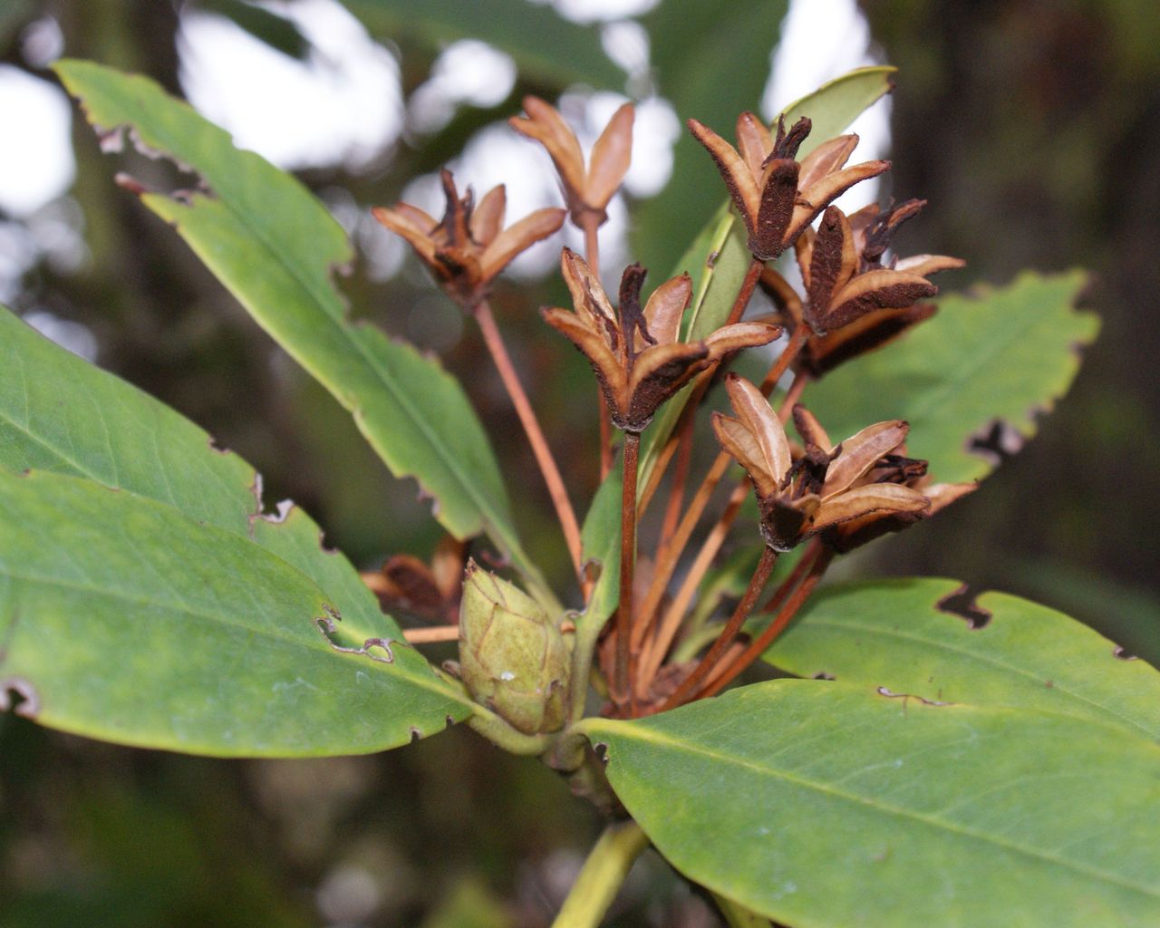 Deadheading rhododendrons expert tips for better blooms Gardeningetc