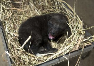 A new maned wolf pup born at the Smithsonian Conservation Biology Institute.