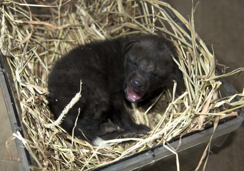 newborn black wolf