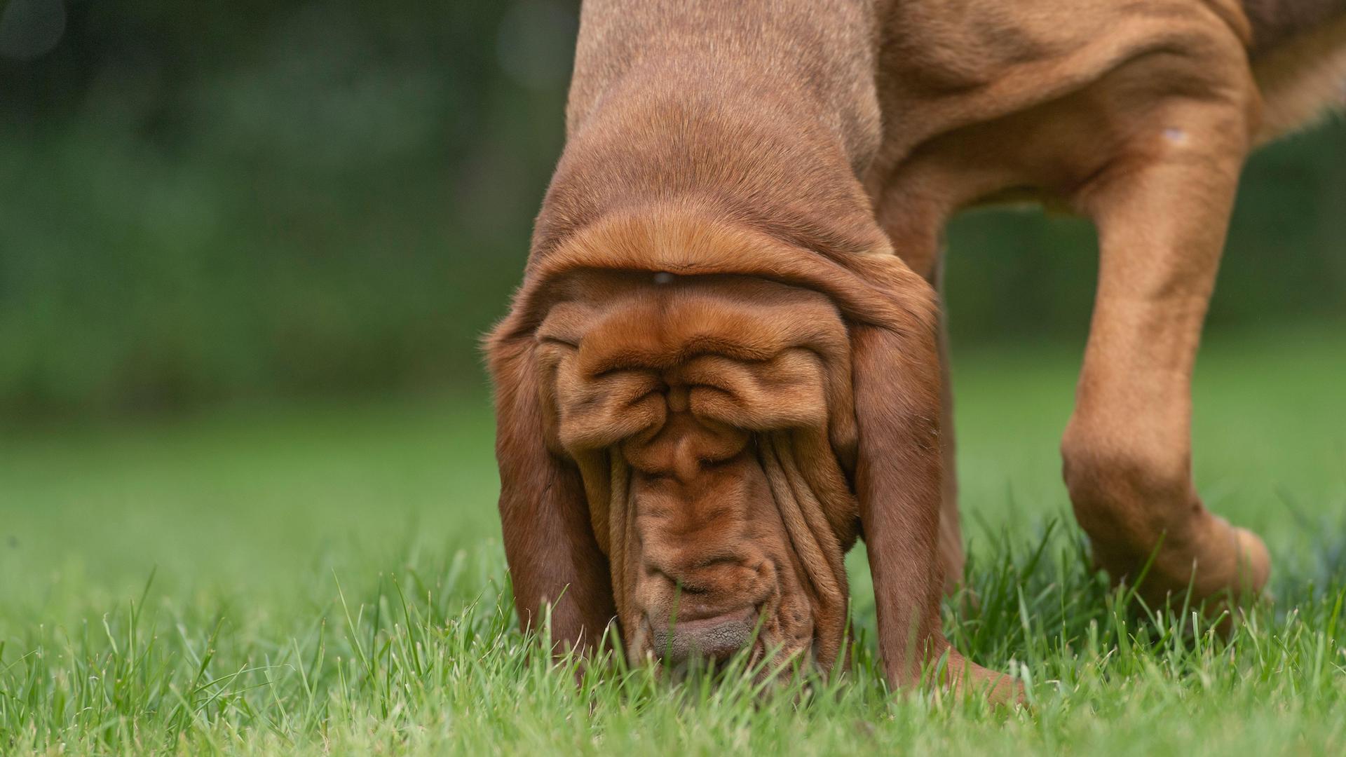 Bloodhound sniffing