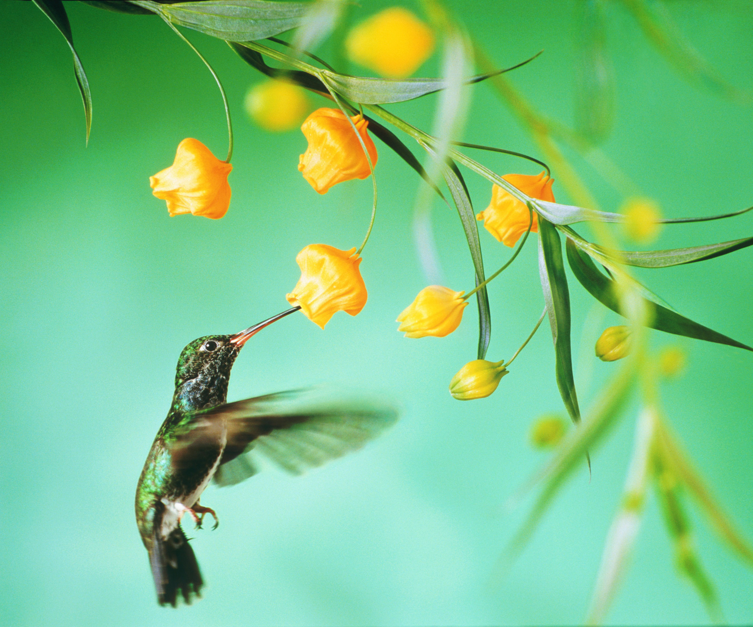 hummingbird feeding from orange flowers against turquoise background