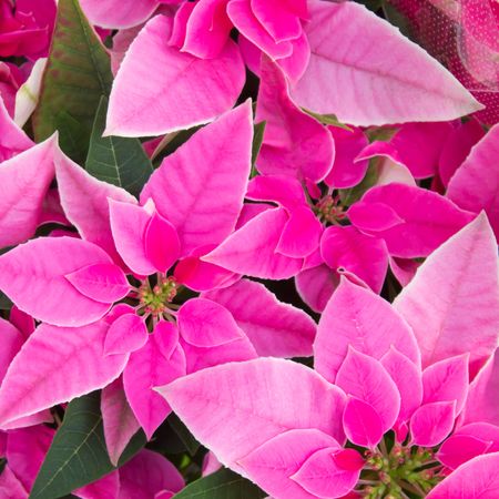 pink poinsettias growing in full bloom