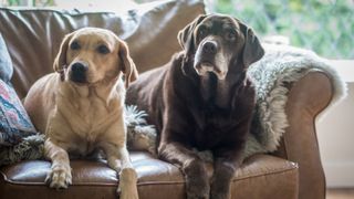 two labradors on sofa