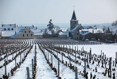 joy of terroir, terroir,