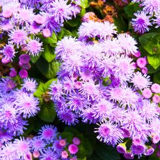 floss flower plants with bright purple pink flowers