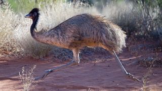 Emu running in Queensland, Australia