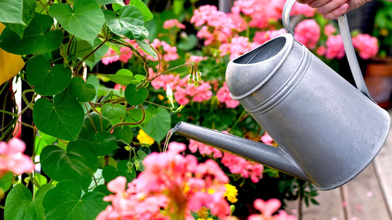 watering plants on patio with watering can