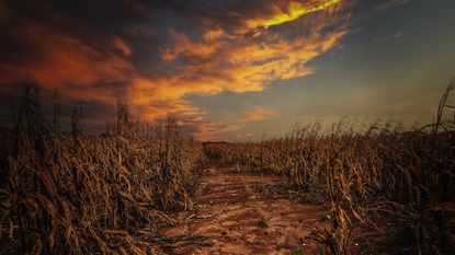 Dramatic sunset over a dry cornfield with a path leading through it.
