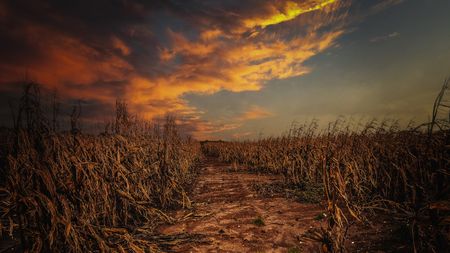 Dramatic sunset over a dry cornfield with a path leading through it.