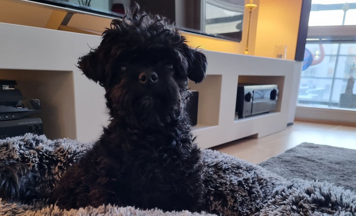 Dog