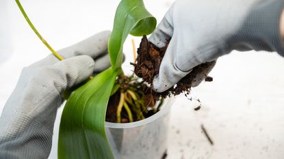 Repotting orchid with specialist planting medium