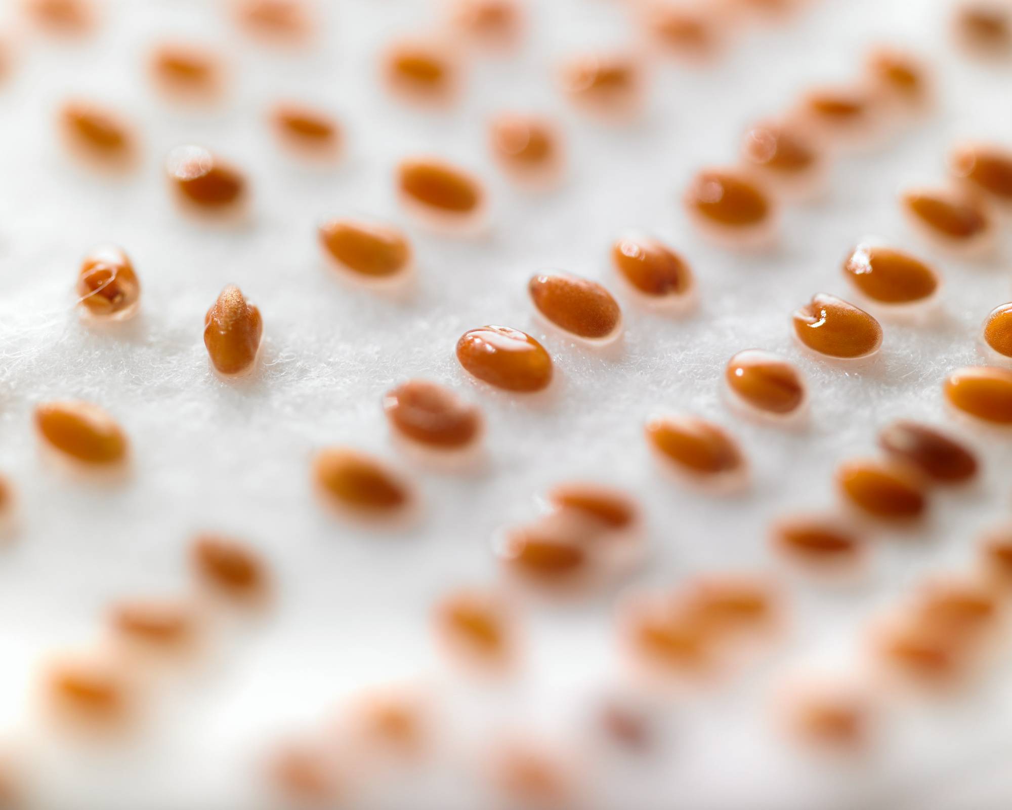 Seed stratification on paper towel in fridge