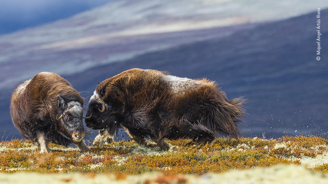 Two female musk oxen go head-to-head.