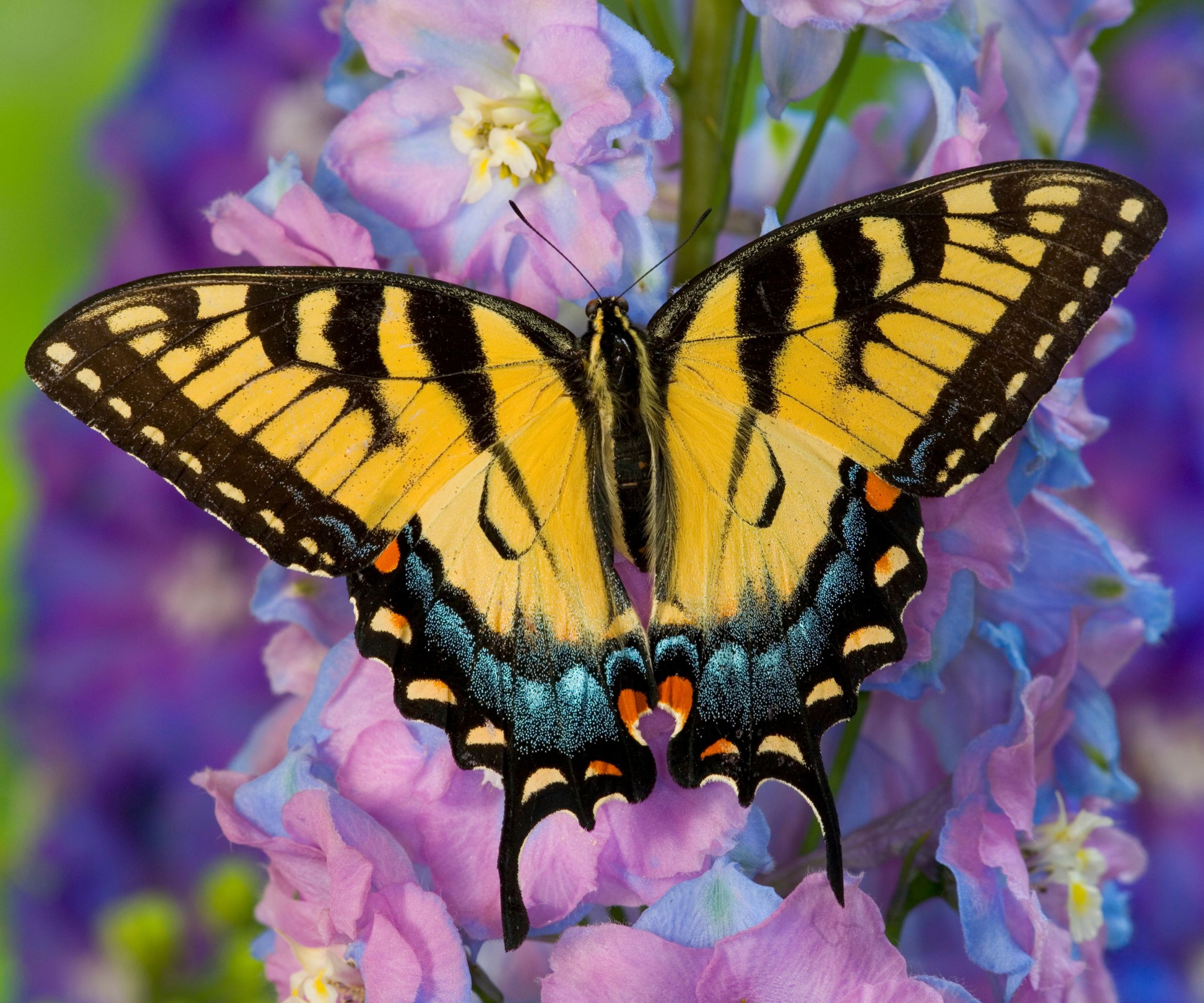 Female Eastern Tiger Swallowtail Butterfly on Delphinium