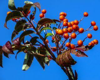 Mountain Ash Sorbus commixta "Embley"