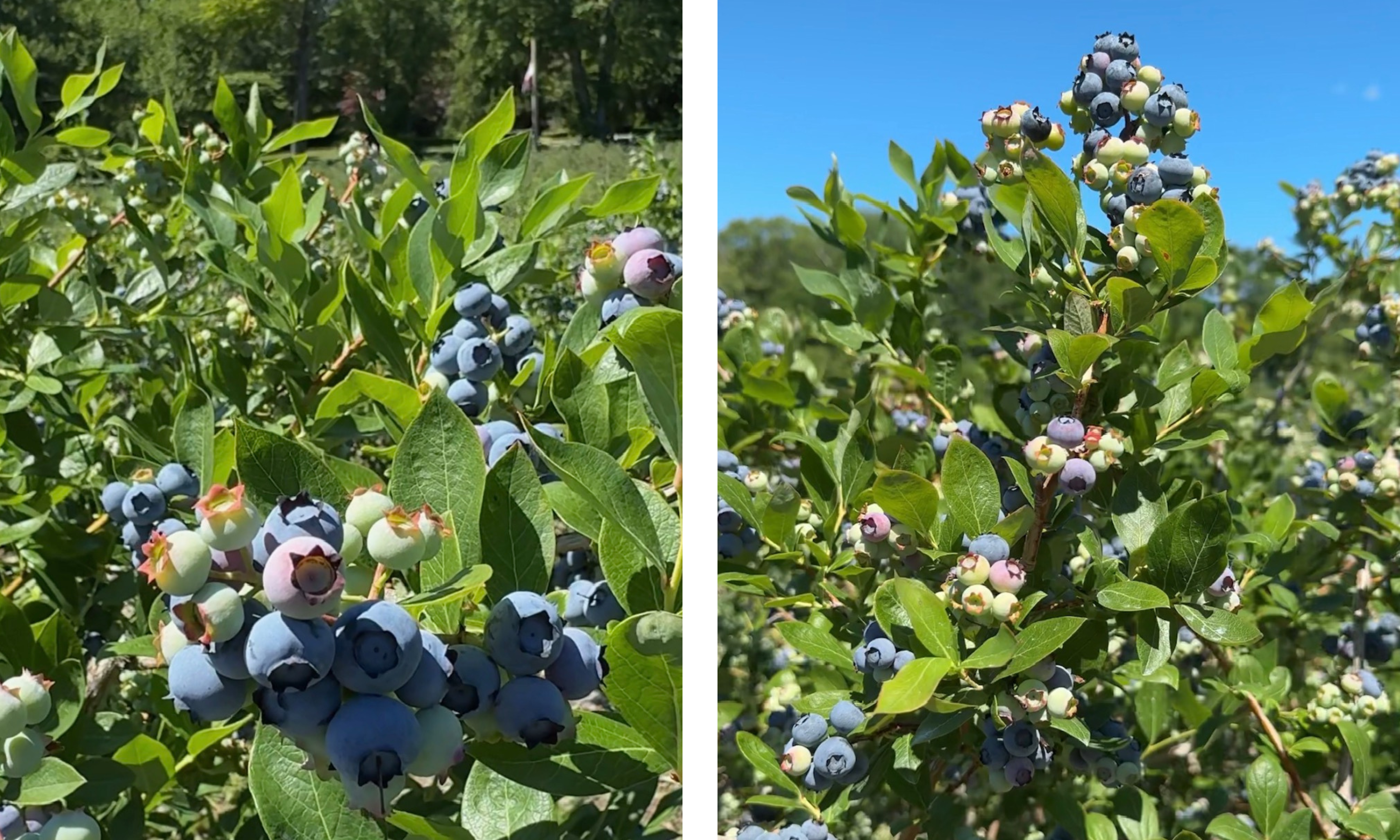blueberry bushes