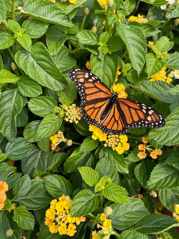 An orange butterfly against a green background