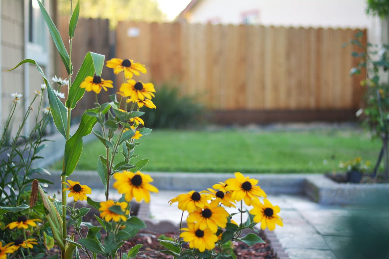 A close up of yellow flowers in the border of a small backyard, with a lawn in the background