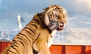 “The look of Richard Parker is based closely on King, one of the four tigers involved with the film,” says Bill Westenhofer. “We based every detail on him, using photos taken in France to get every nuance and detail right, and then reworking his coat to take account of the way his fur had grown by the time of the live shoot.”