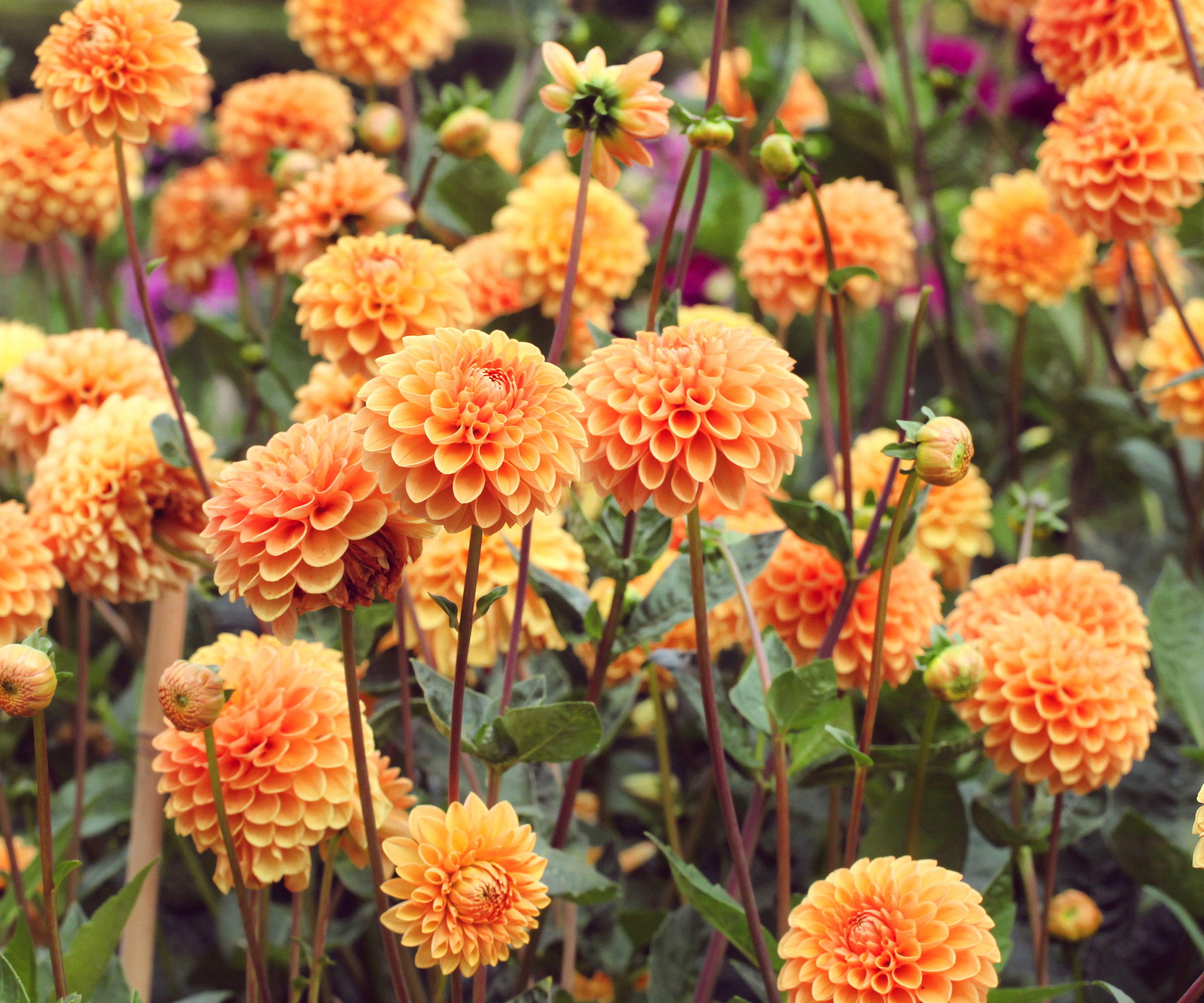 orange ball dahlias in garden display
