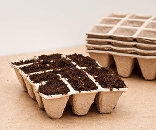 Seed tray filled with potting compost to sow seeds into