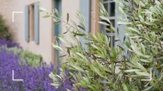picture of olive tree in UK garden with lavender next to it 