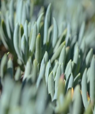 Blue finger succulent